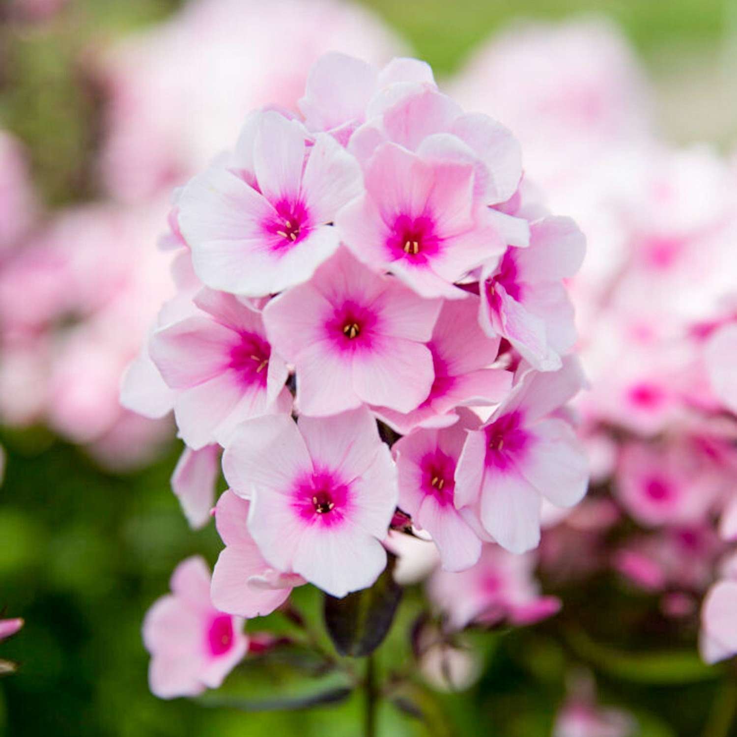 Høstfloks 'Bright Eyes' (Phlox paniculata)
